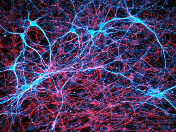 Glial cells (red) intersperse among neurons (blue).
