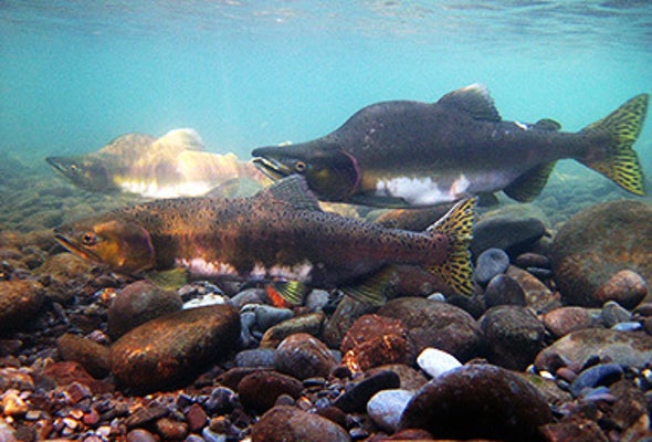 Pink Salmon Struggle as Freshwater Becomes Acidic