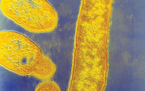 Gut Bacteria May Play a Role in Autism - Scientific American