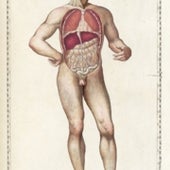 1564: <i>Tabulae anatomicae</i>, by Bartolomeo Eustachi