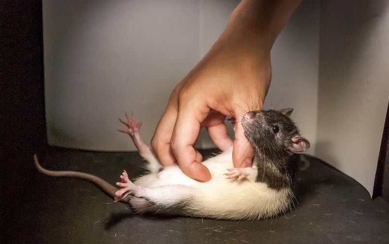 Rats Laugh, but Not Like Humans