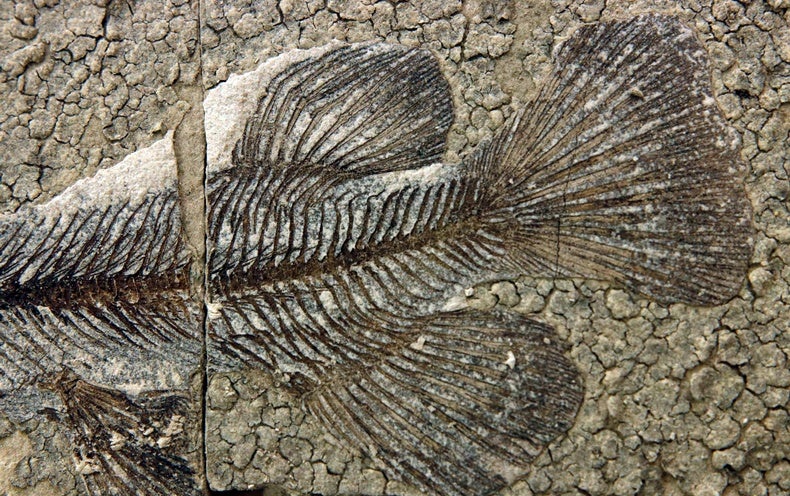 Exquisite Fossils Show an Entire Rain Forest Ecosystem