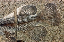 Exquisite Fossils Show an Entire Rain Forest Ecosystem