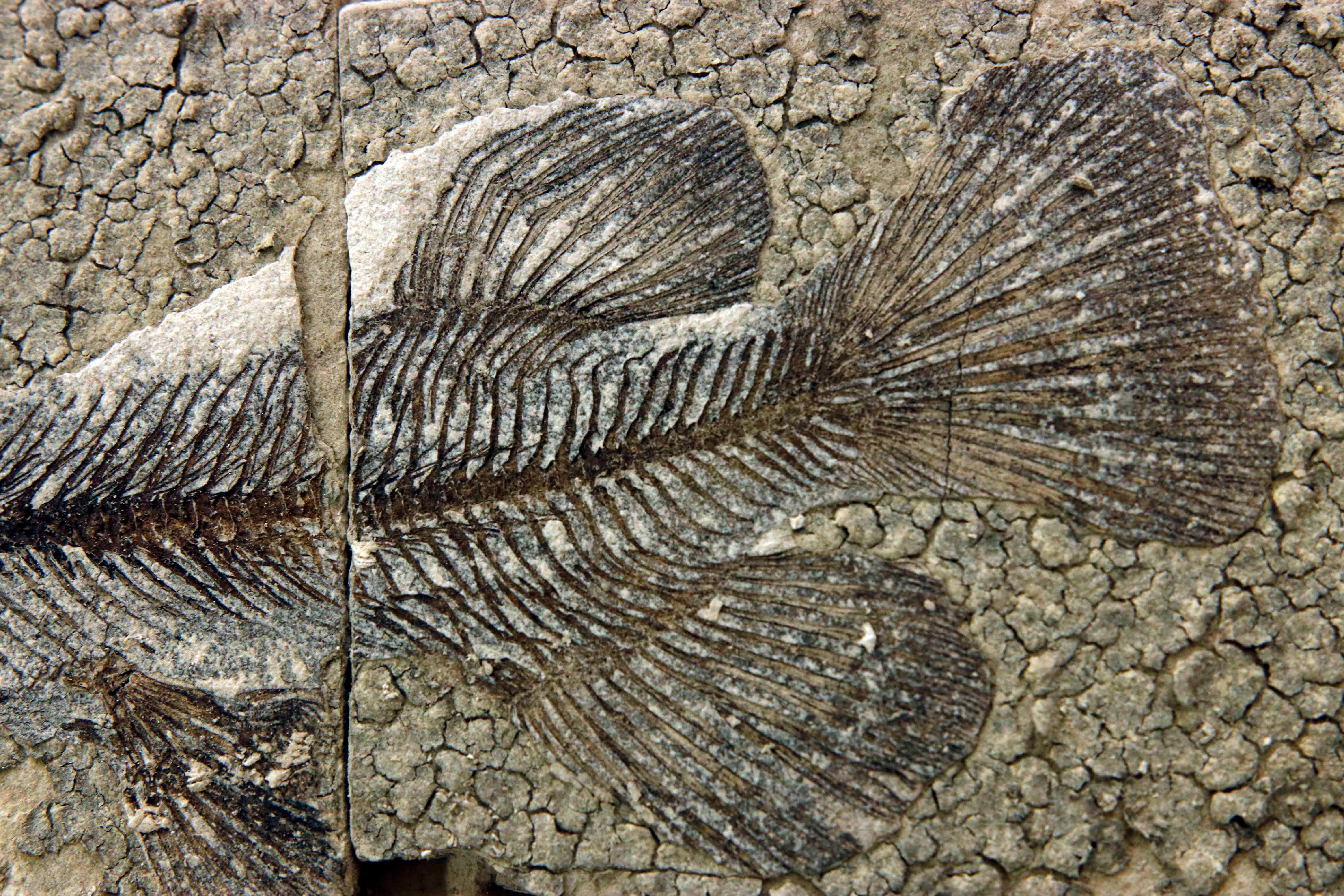 Exquisite Fossils Show an Entire Rain Forest Ecosystem - Scientific American