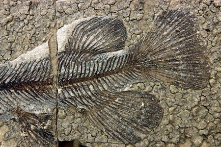 Fish fossil