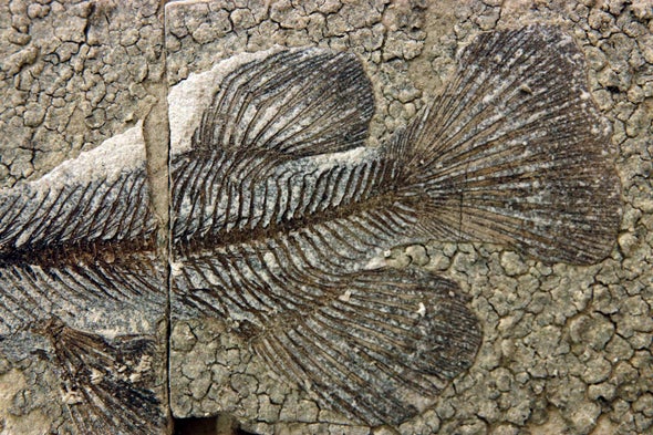 Exquisite Fossils Show an Entire Rain Forest Ecosystem