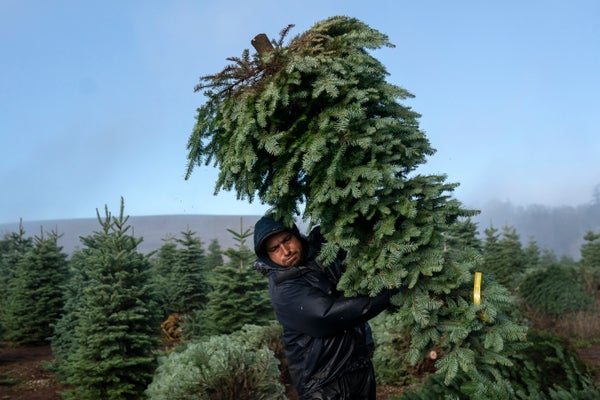 A worker carries a large upside down christmas tree out of a tree farm.