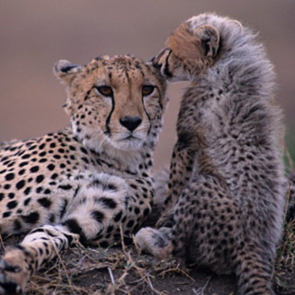 What Is Being Done to Save the Cheetah? - Scientific American