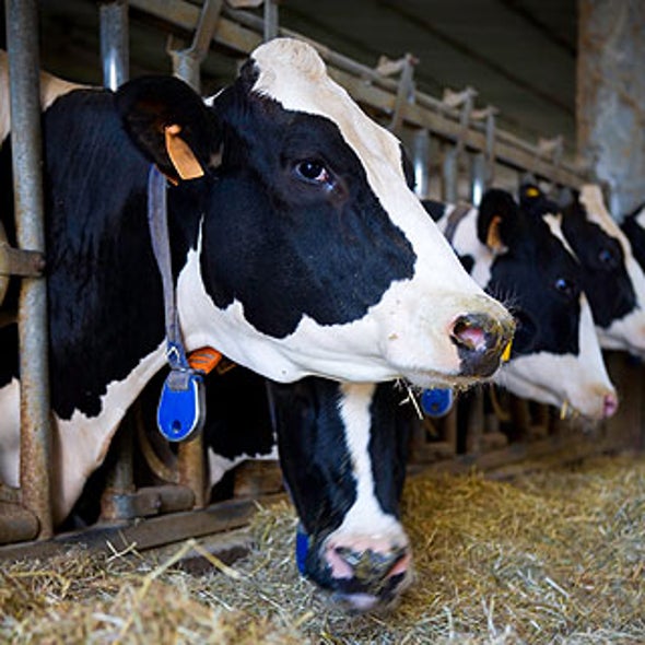 Can Bovine Growth Hormone Help Slow Global Warming?