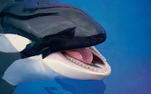 Killer Whale Culture Revealed by Mimicking Us