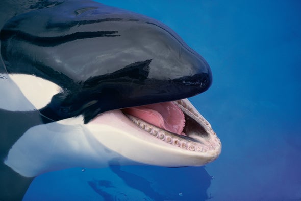 Killer Whale Culture Revealed by Mimicking Us