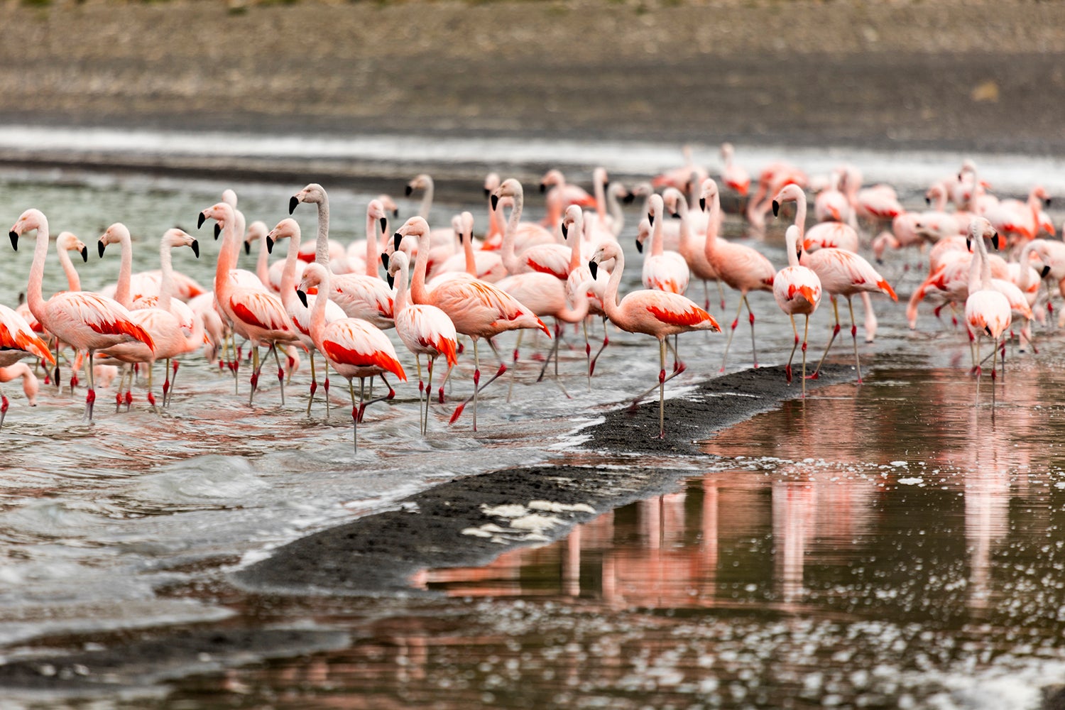 Flamingos Can Be Picky About Company