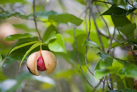 Poison Ivy's Itch Can Be Calmed by a Protein