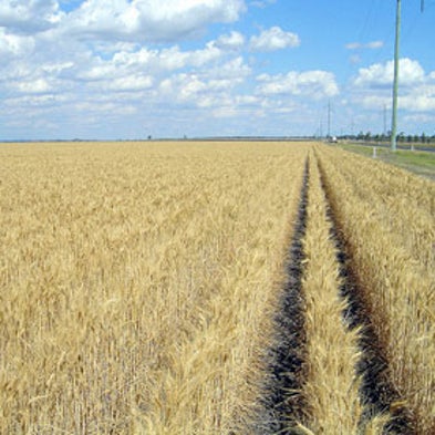 Extreme Weather Helps Drive Food Prices to New Highs
