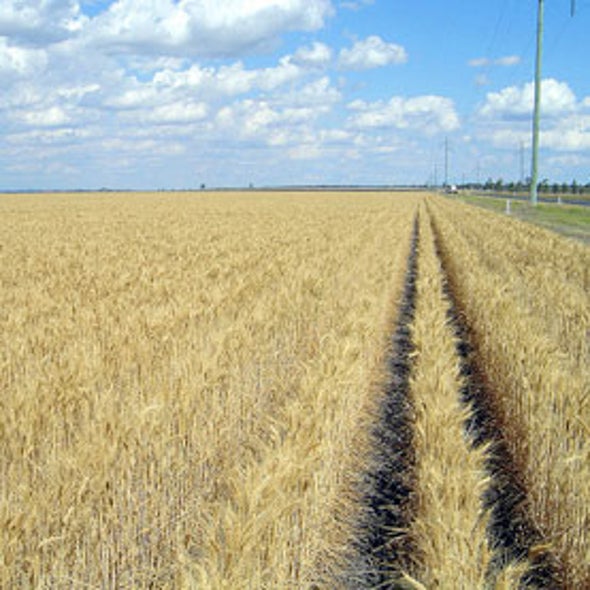 Extreme Weather Helps Drive Food Prices to New Highs