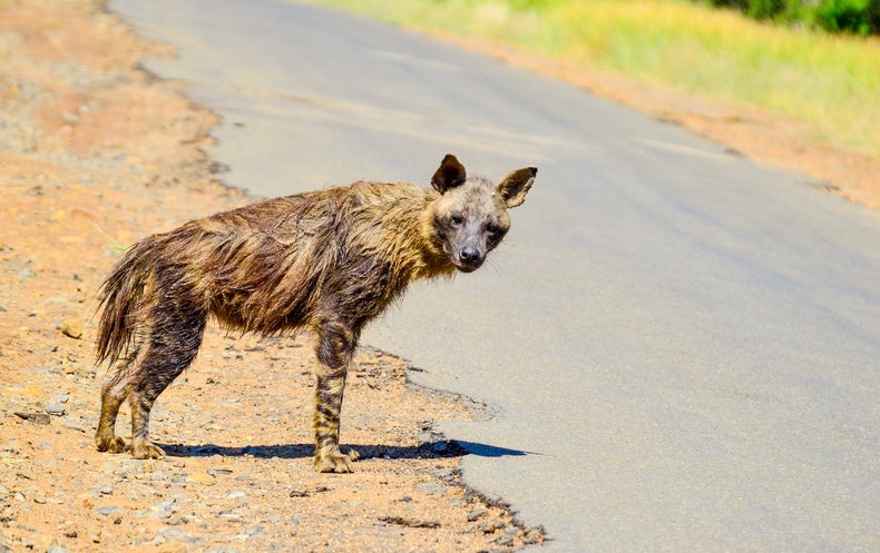 Roadkill Literally ‘Drives’ Some Species to Extinction