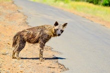 Roadkill Literally 'Drives' Some Species to Extinction