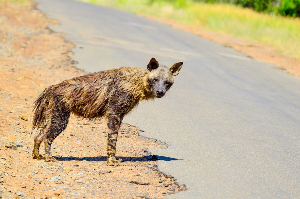 Roadkill Literally 'Drives' Some Species to Extinction Scientific American
