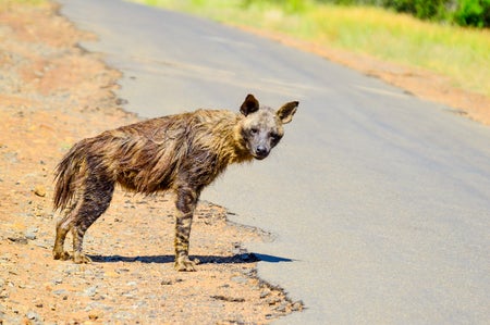 An old Brown Hyena crossing a road.