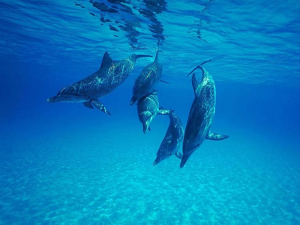 Deep-Diving Dolphins Avoid "Bends" with Powerful Lungs