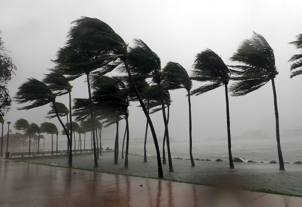 Hurricane Irma striking in Miami bending palm trees in the storm