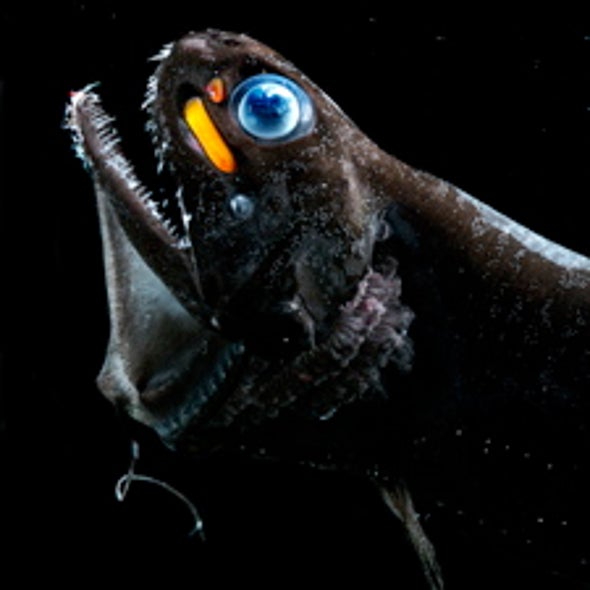gleaning the gleam a deep sea webcam sheds light on bioluminescent