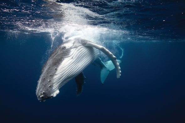 Humpback Whale Calls Remain Constant over Decades