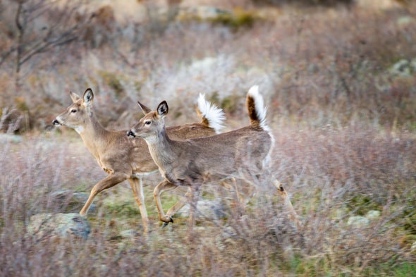 The Ecology of the First Thanksgiving