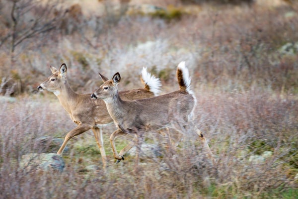 White-tailed deer running in fall foliage.