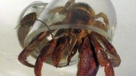 Hermit Crabs in Hand-Blown Glass Houses