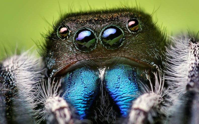 Jumping Spiders 