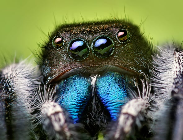 Jumping Spiders "Hear" Long-Range Audio with Their Hairy Legs