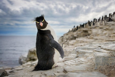 Close up of Rock Hopper Penguin looking back with the colony in the background on Sea Lion Island, Falklands.