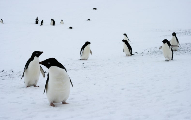 Penguin Populations Are Changing Dramatically - Scientific American