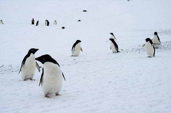 Penguin Populations Are Changing Dramatically - Scientific American