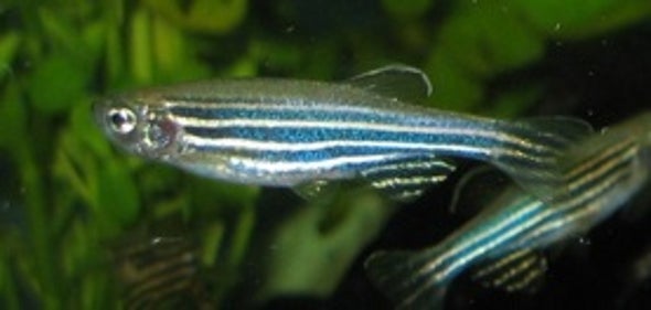 Scary Stuff: Fright Chemical Identified in Injured Fish