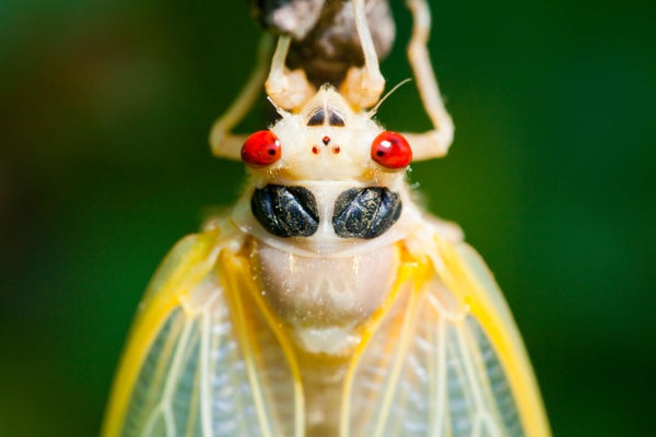 Closeup of a cicada's head showing its red eyes.
