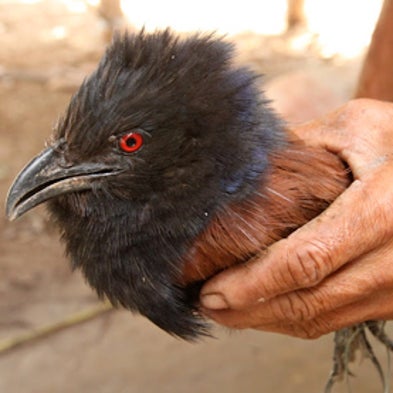 Buddhist Ceremonial Release of Captive Birds May Harm Wildlife [Slide Show]