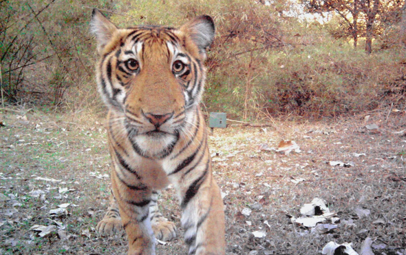 Camera Trap Photographs Capture India's Wild Tigers