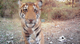 Camera Trap Photographs Capture India's Wild Tigers