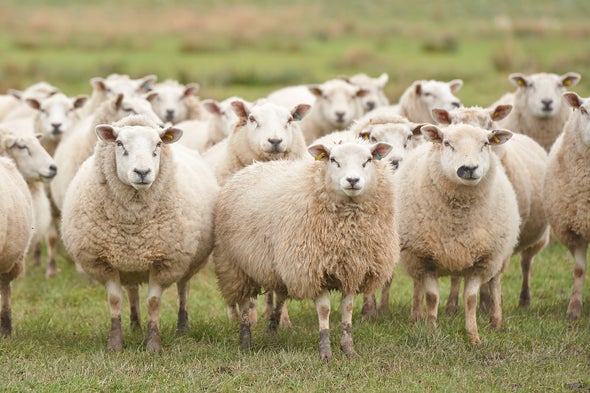 Sheep's Face-Reading Skills Stand Out from the Flock