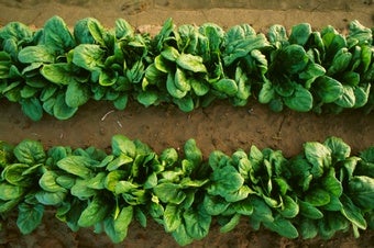 Key Photosynthesis Complex Viewed in Spinach