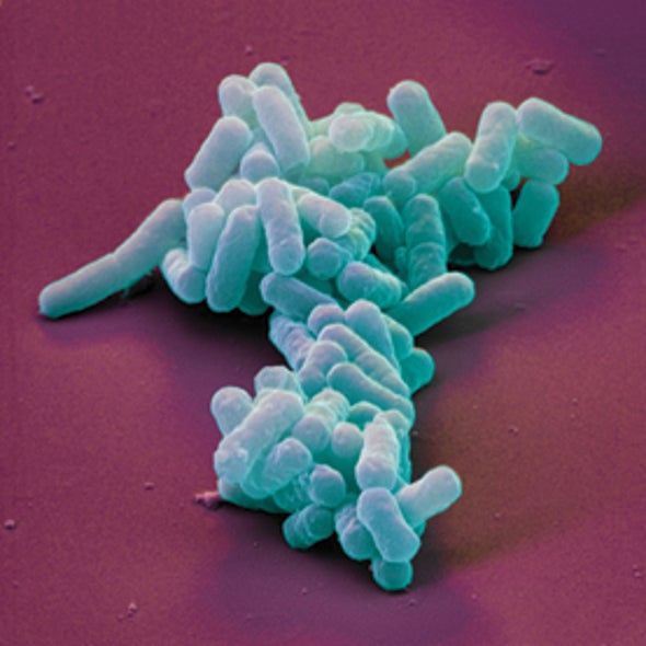 Nice Germs Finish Last: "Good Samaritan" Bacteria Provide New Clues in Antibiotic Resistance