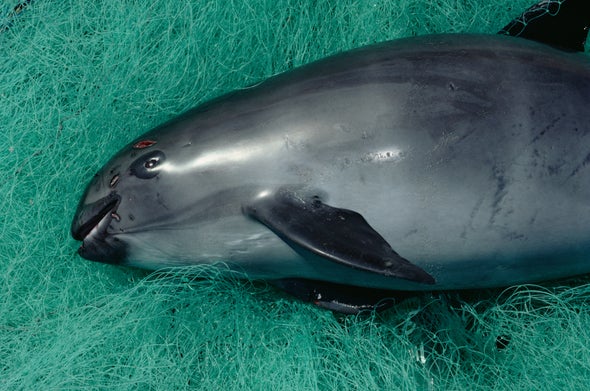 A Last-Ditch Attempt to Save the World's Most Endangered Porpoise