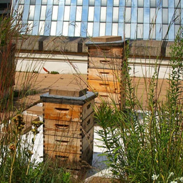 Urban Beekeepers Keep Cities Abuzz with Pollinators