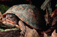 Turtle Shells Record Nuclear History