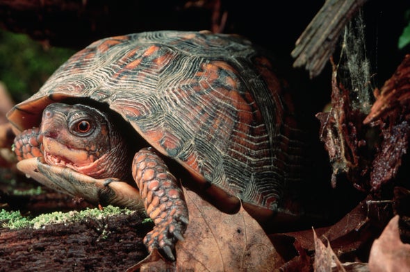 Turtle Shells Record Nuclear History