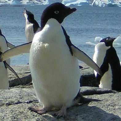 Austral and Adorable: Penguins in All Their Weird Glory [Slide Show]