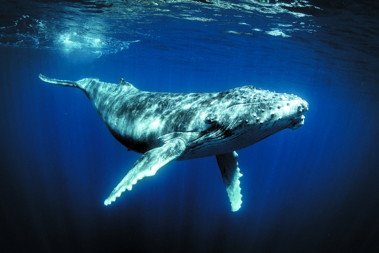 Giant humpback whale