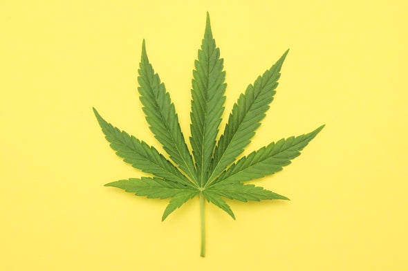 Where Marijuana Is Legal, Opioid Prescriptions Fall